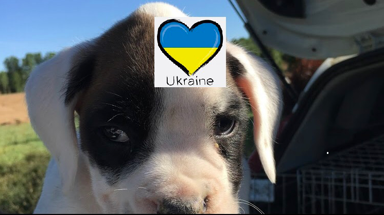 Clinica Veterinaria Fuente de los Canos