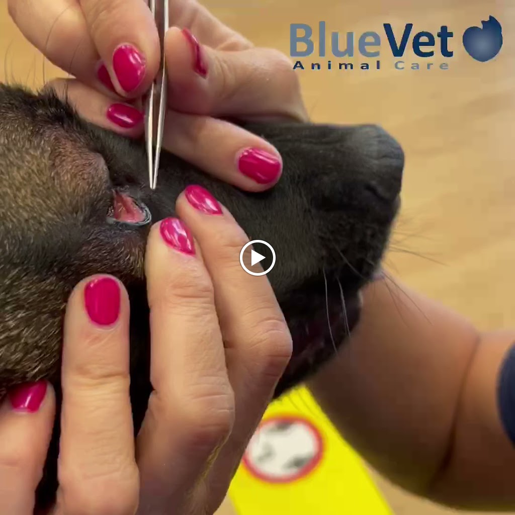 BlueVet Veterinario Las Matas — Videos