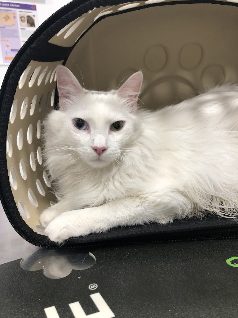 CLINICA VETERINARIA ASTIGI