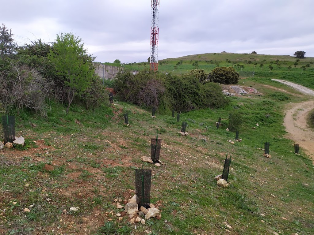 Plantacion ARBA Colmenar Viejo Canada Guadalix