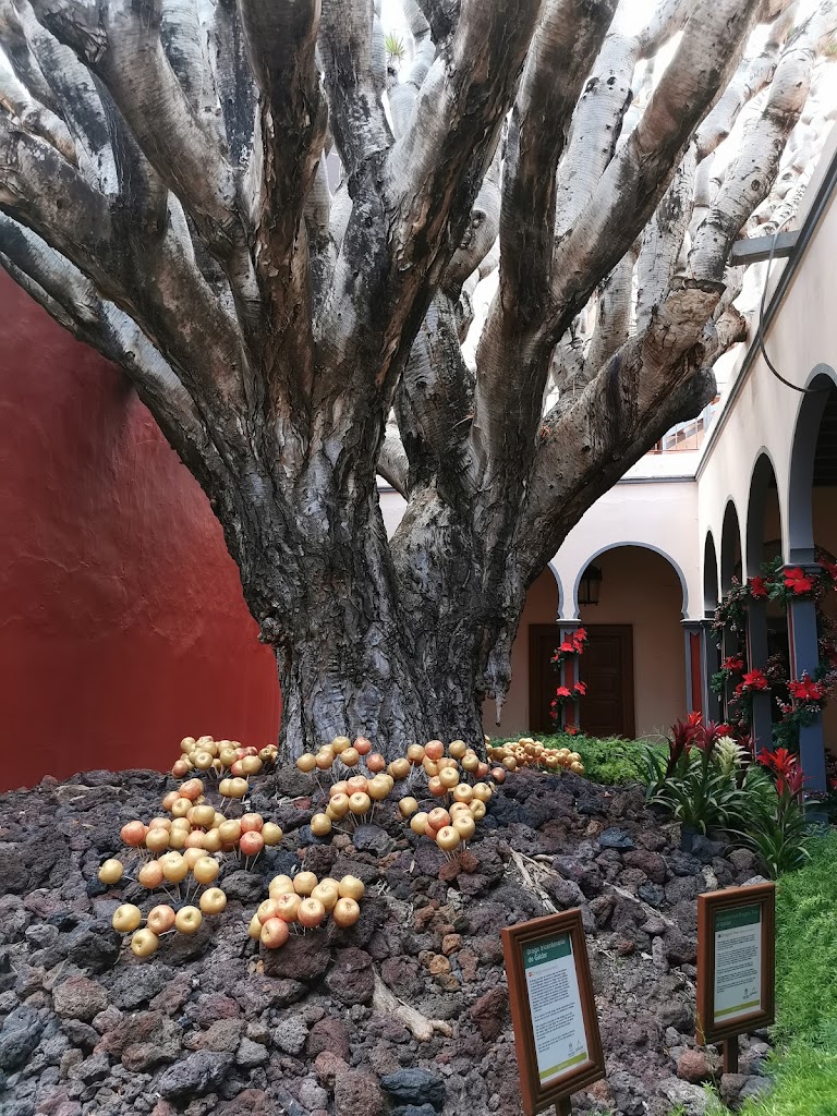 Drago Tricentenario