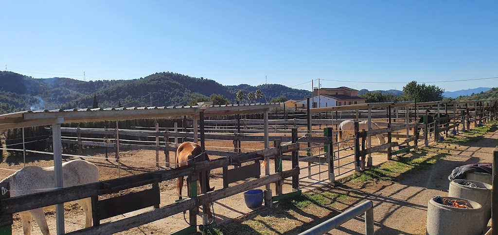 Hipica Bolivar | Hipica en Castellon | Granja Escuela en Castellon