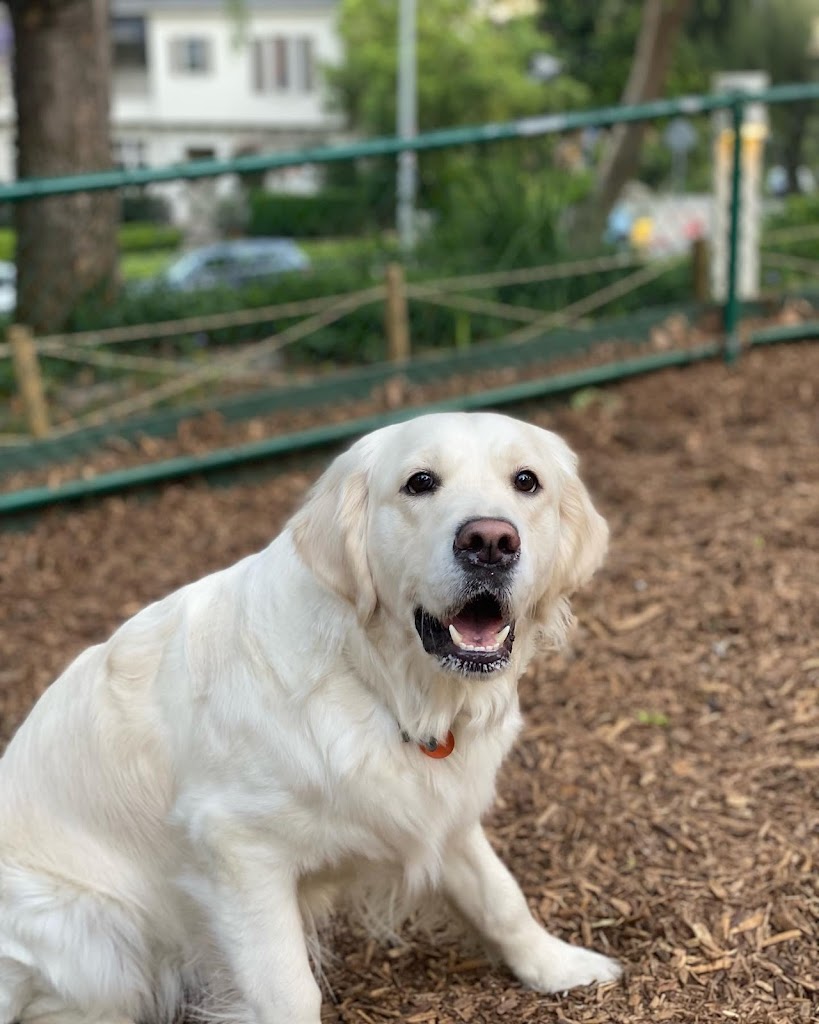 Perro