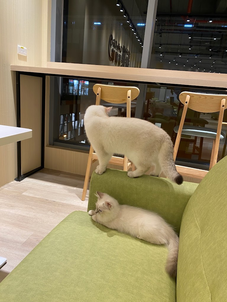 貓樂貓咖啡 LaLaport 台中店 的照片