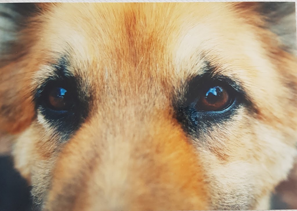 Misana Educacion Canina