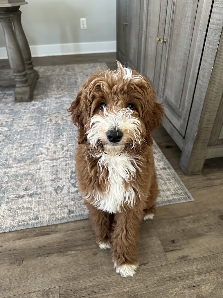 Henry's Pet Grooming in Salt Lake City