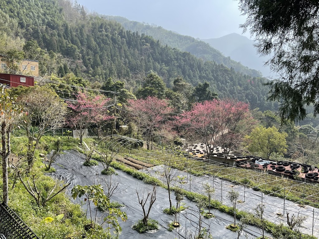 柿山戀情 的照片