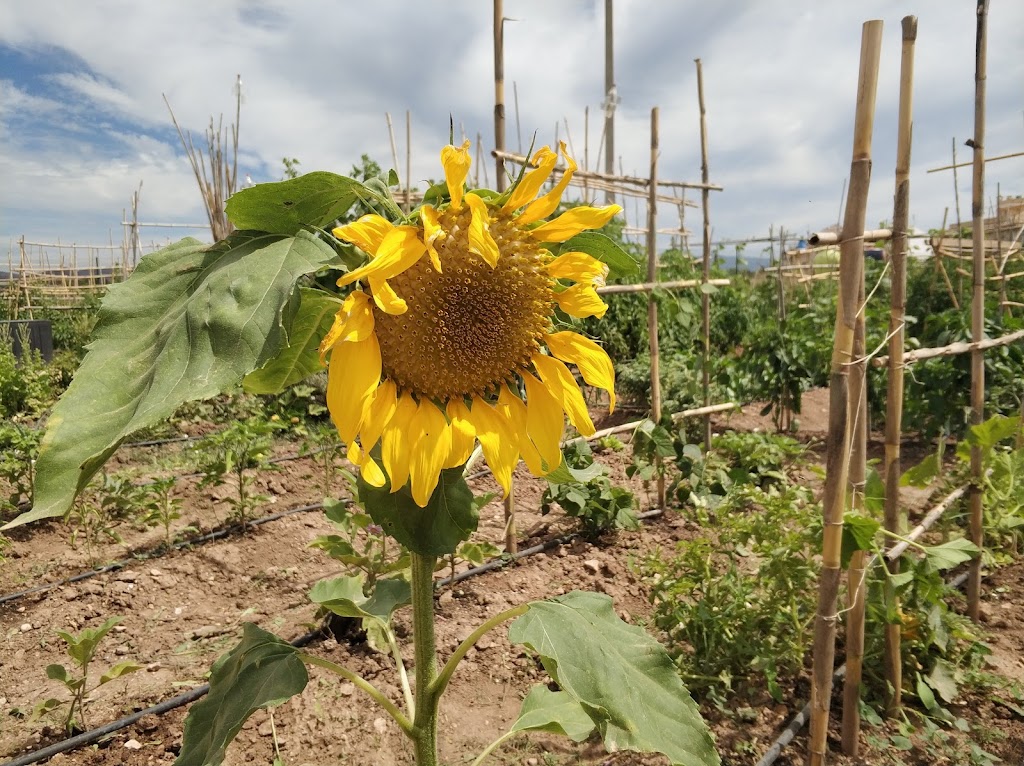 Huertos Urbanos Municipales Sant Vicent del Raspeig