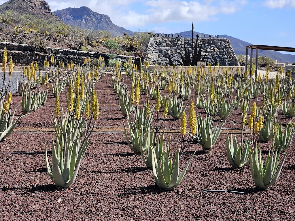 Finca Canarias Aloe Vera Arona