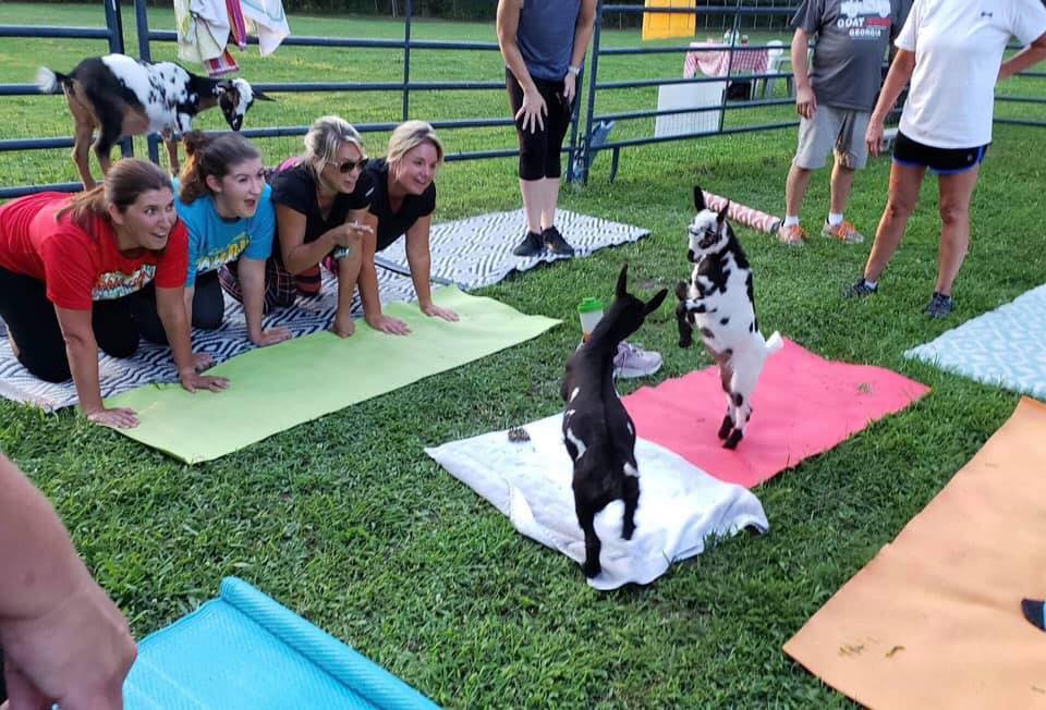  Goat Yoga Georgia