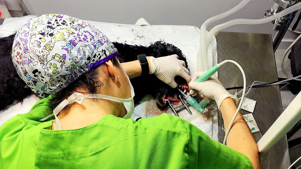 CENTRO VETERINARIO LA ESTRELLA-Daimiel — Del propietario