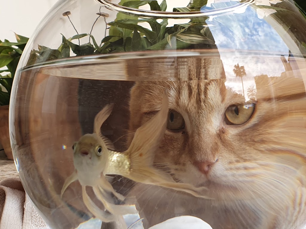 Clinica veterinaria Jose Angosto — Gato