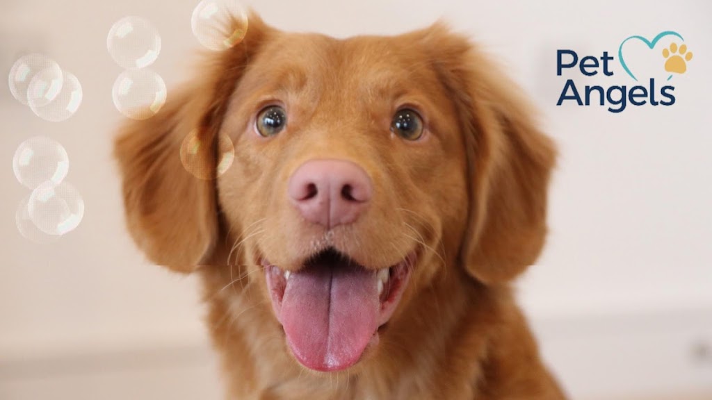Pet groomer in American-Fork