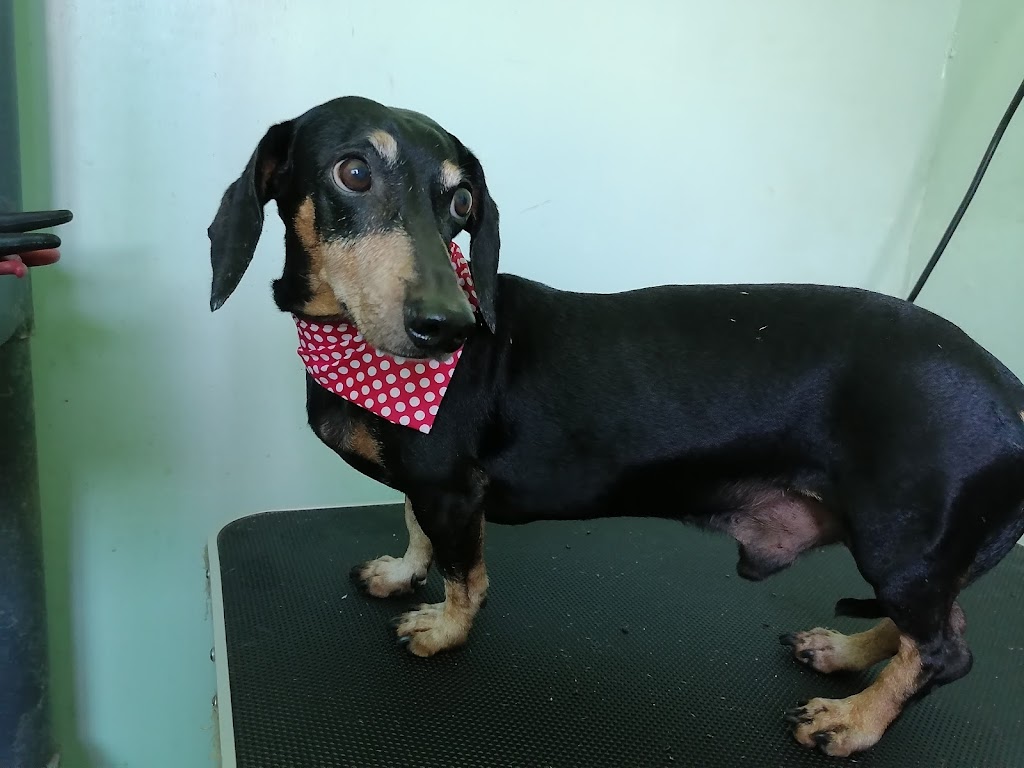 Animal Life Centro Veterinario — Perro