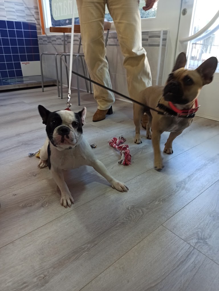 Clinica Veterinaria MIMOS — Perro