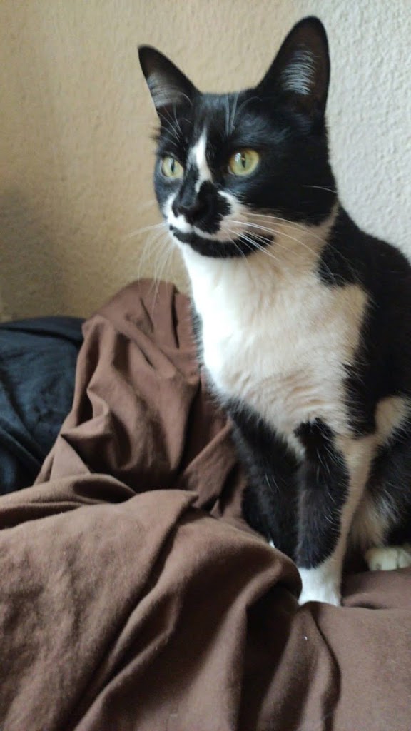 Centre Veterinari Mirabet — Del propietario