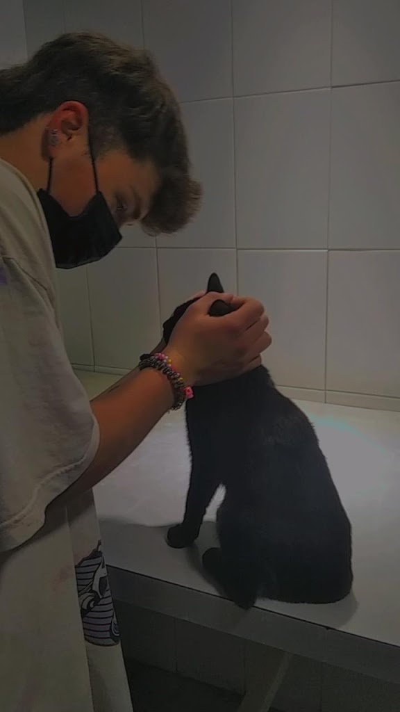 Perro