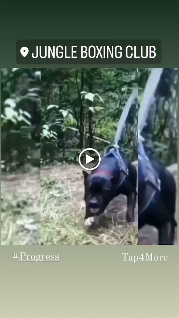  Jungle Boxing Club