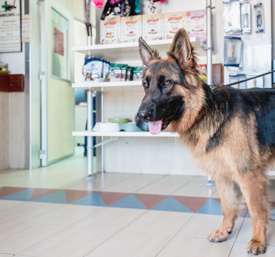 Clinica Veterinaria Nanclares Miranda de Ebro — Perro