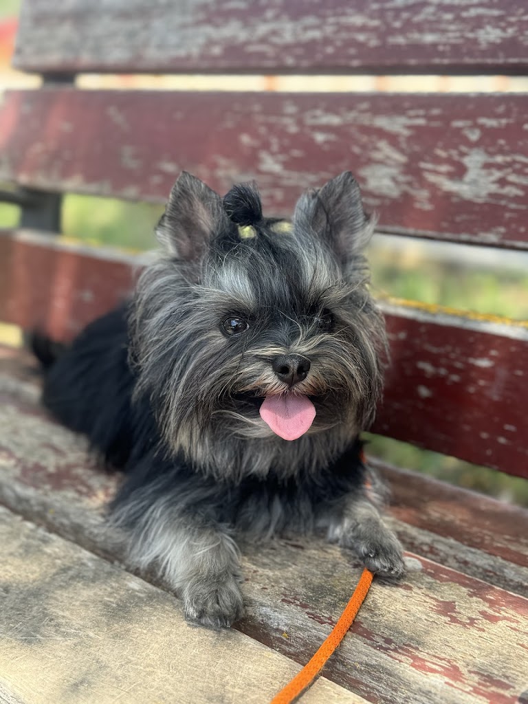 Peluqueria canina Sisi