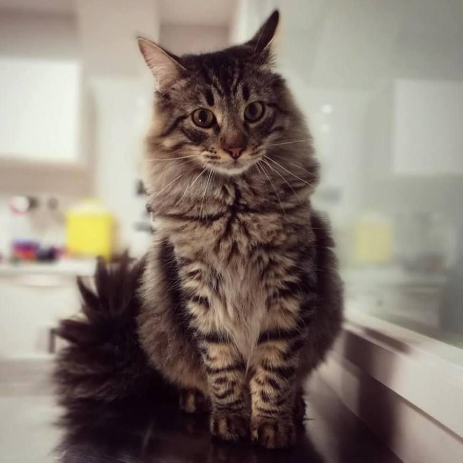 Arca Veterinaria — Del propietario