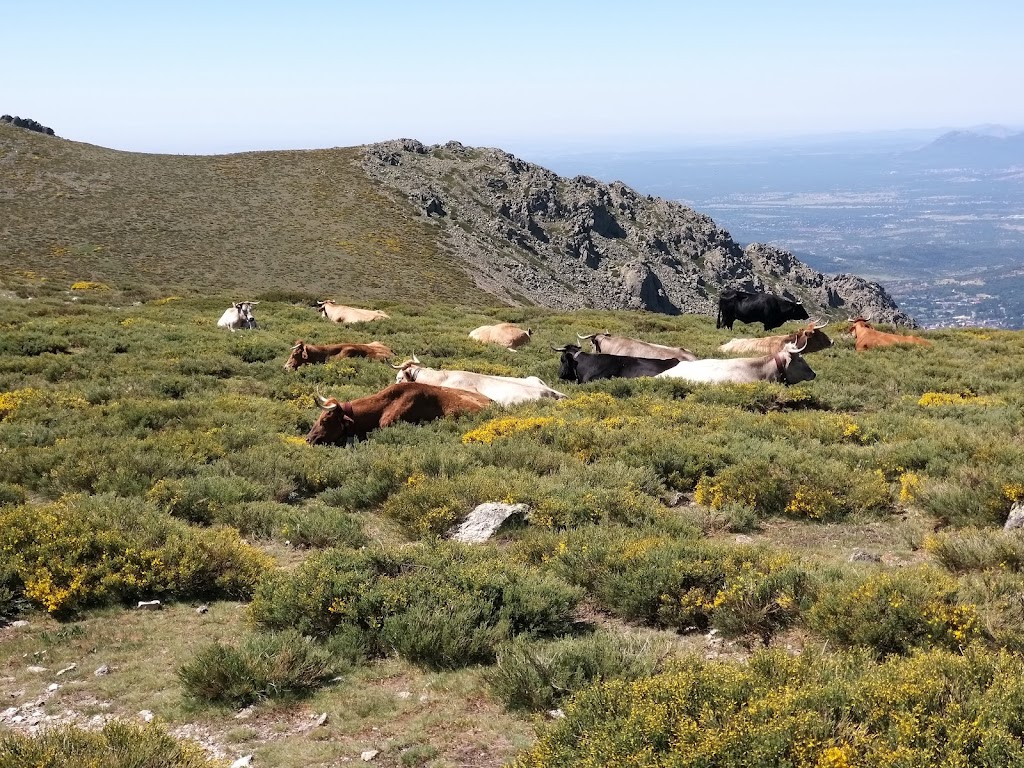 Collado del Piornal