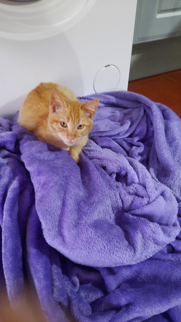 Gato
