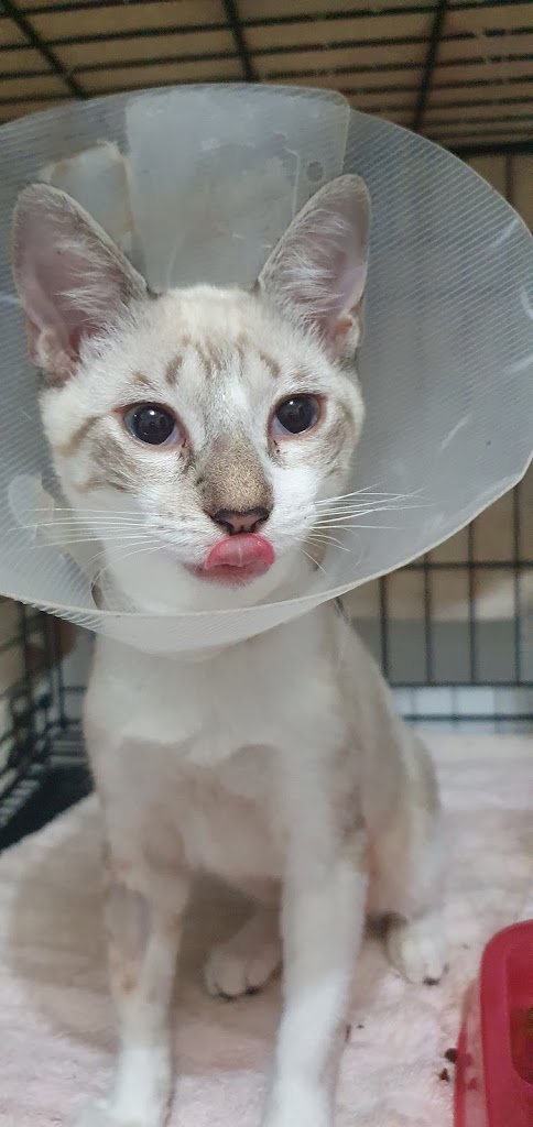 Consultorio Veterinario Yucancat