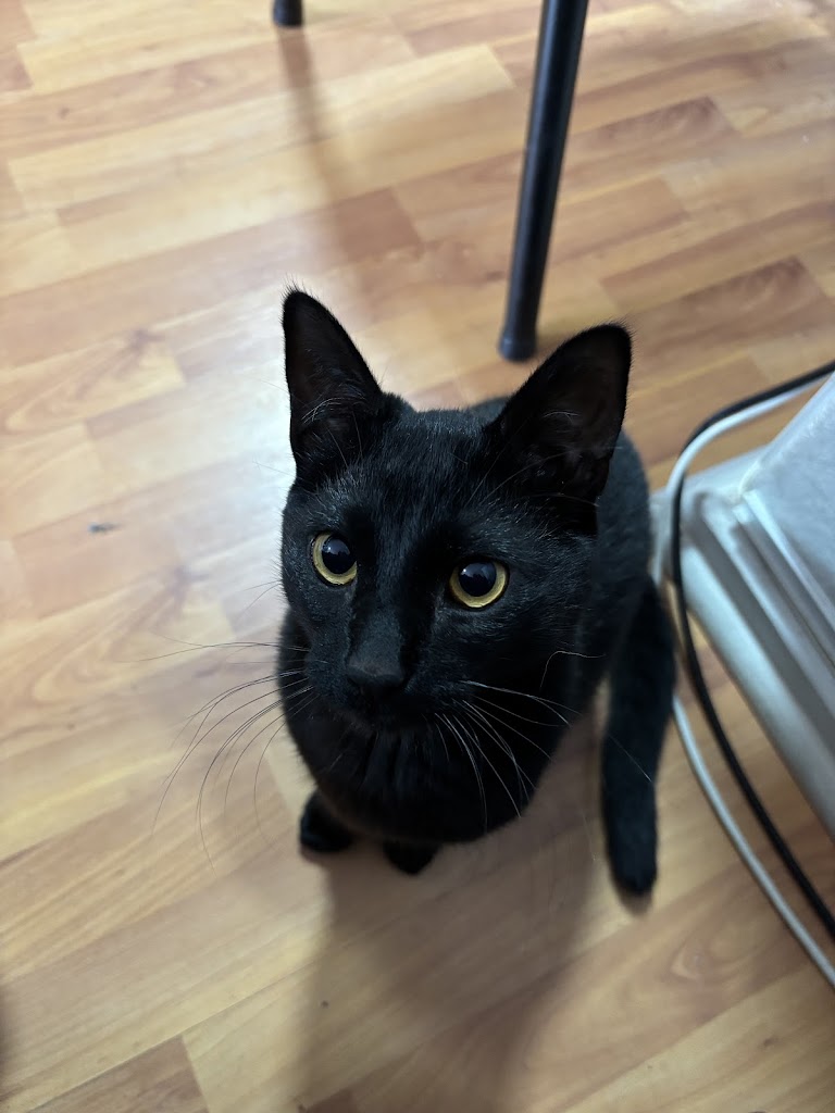 Gato