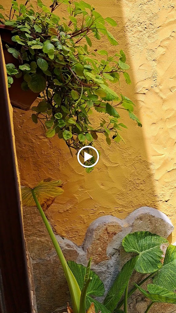 Cafe Bar la Florida — Videos