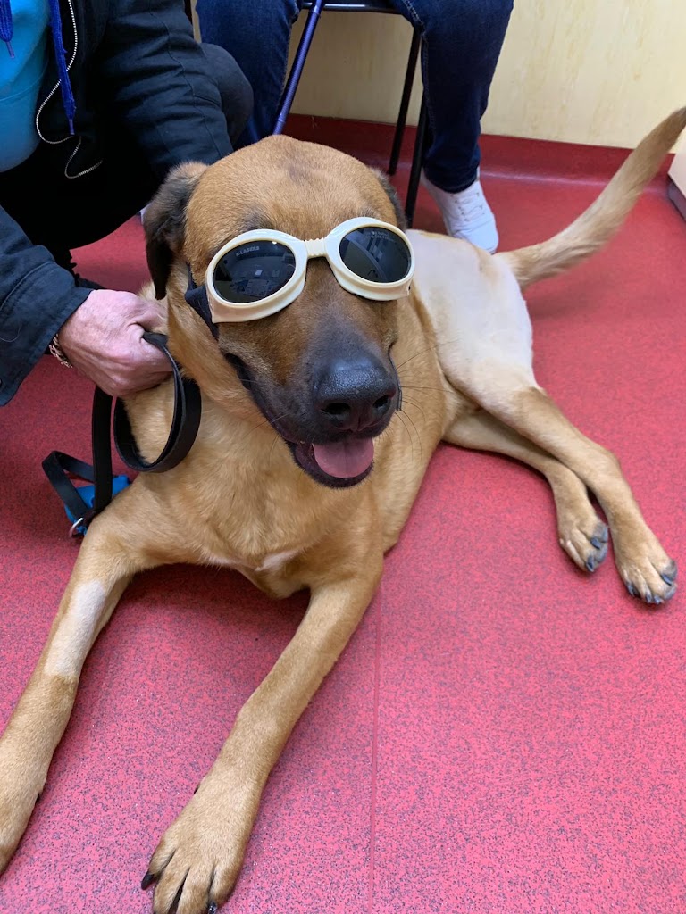 Clinica Veterinaria Don Can — Perro