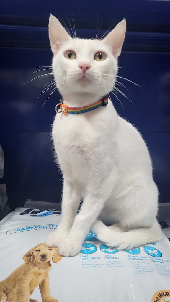Clinica Veterinaria Felican Tafira — Gato