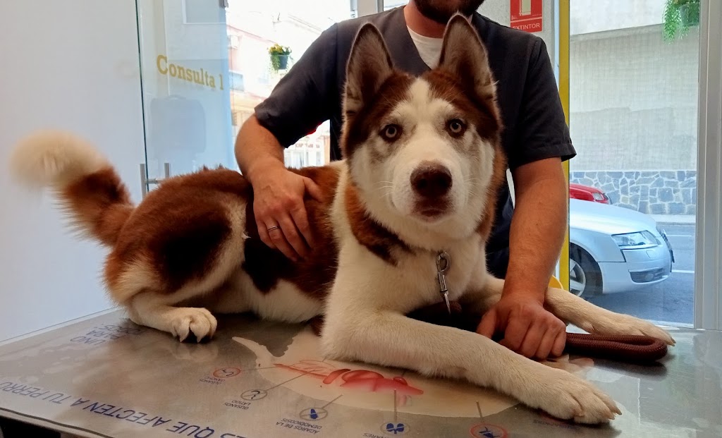 RealVets Centro Veterinario — Perro