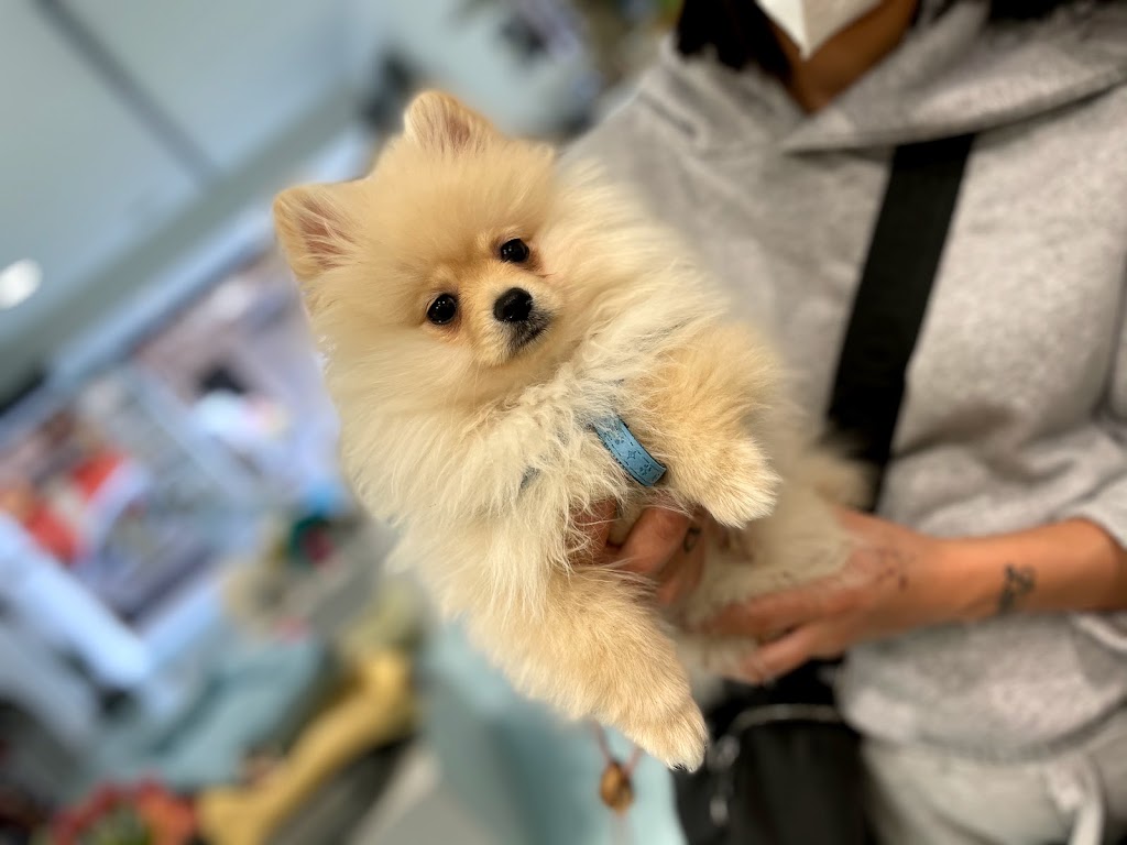 Fionetta - Veterinario en Elche — Perro
