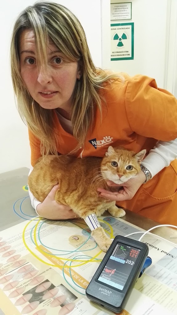 Nexo Veteralfacs la Rapita — Gato