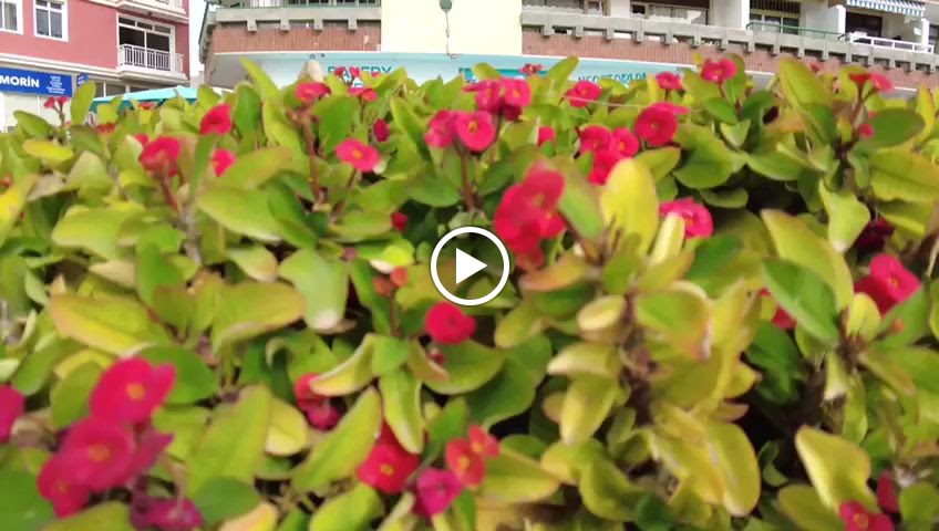 ZI-GO Restaurante Cafeteria — Videos