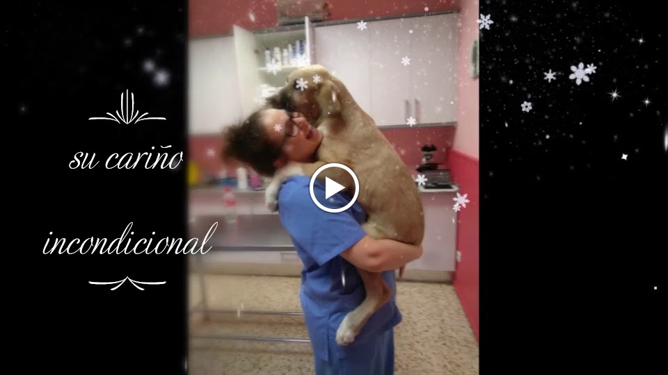 Hospital Veterinario La Fortuna | MiVet — Videos
