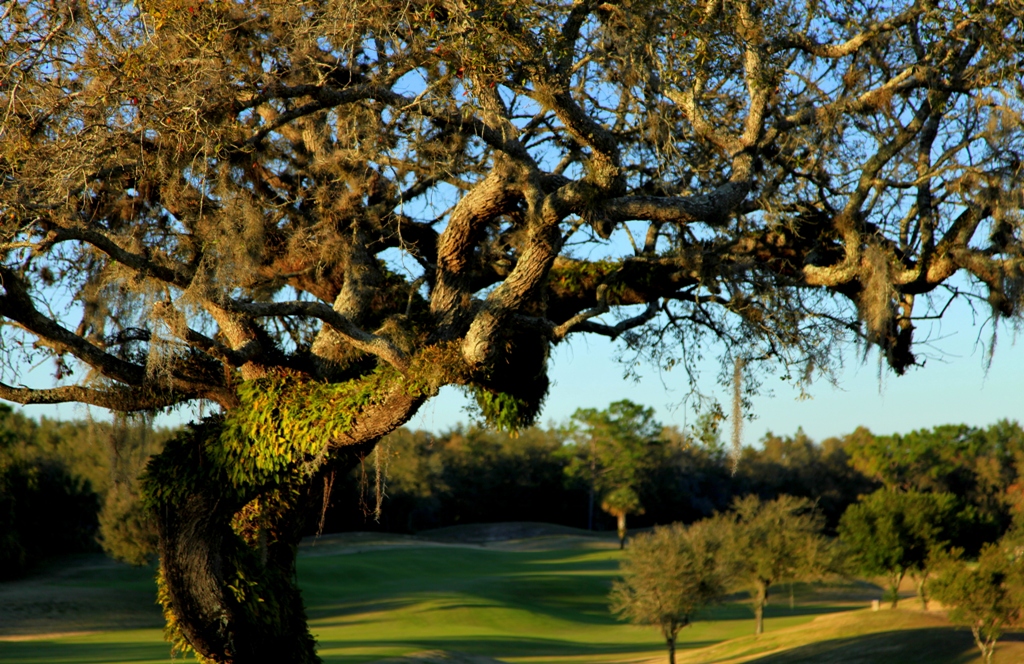 Twisted Oaks Golf Club