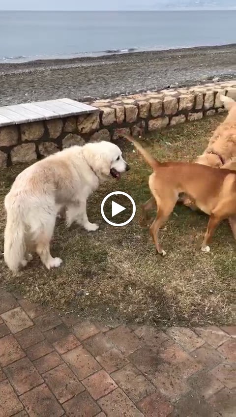 CLINICA VETERINARIA LA RONDA — Del propietario