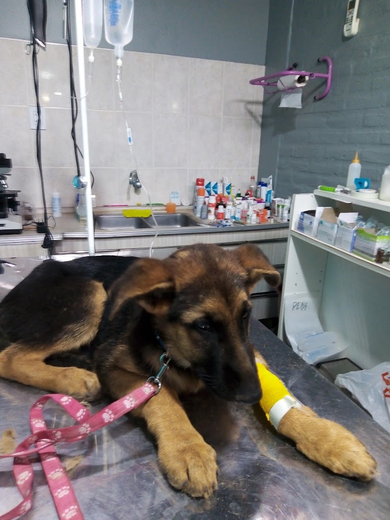 Perro