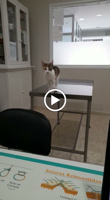 David da Rocha Veterinario — Del propietario