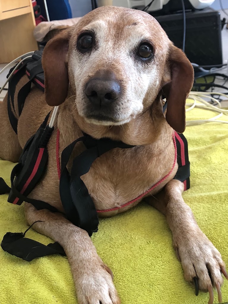 RehabilitaCans — Perro