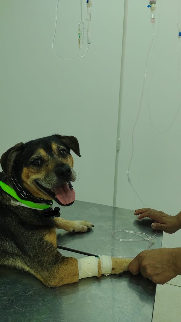 Perro