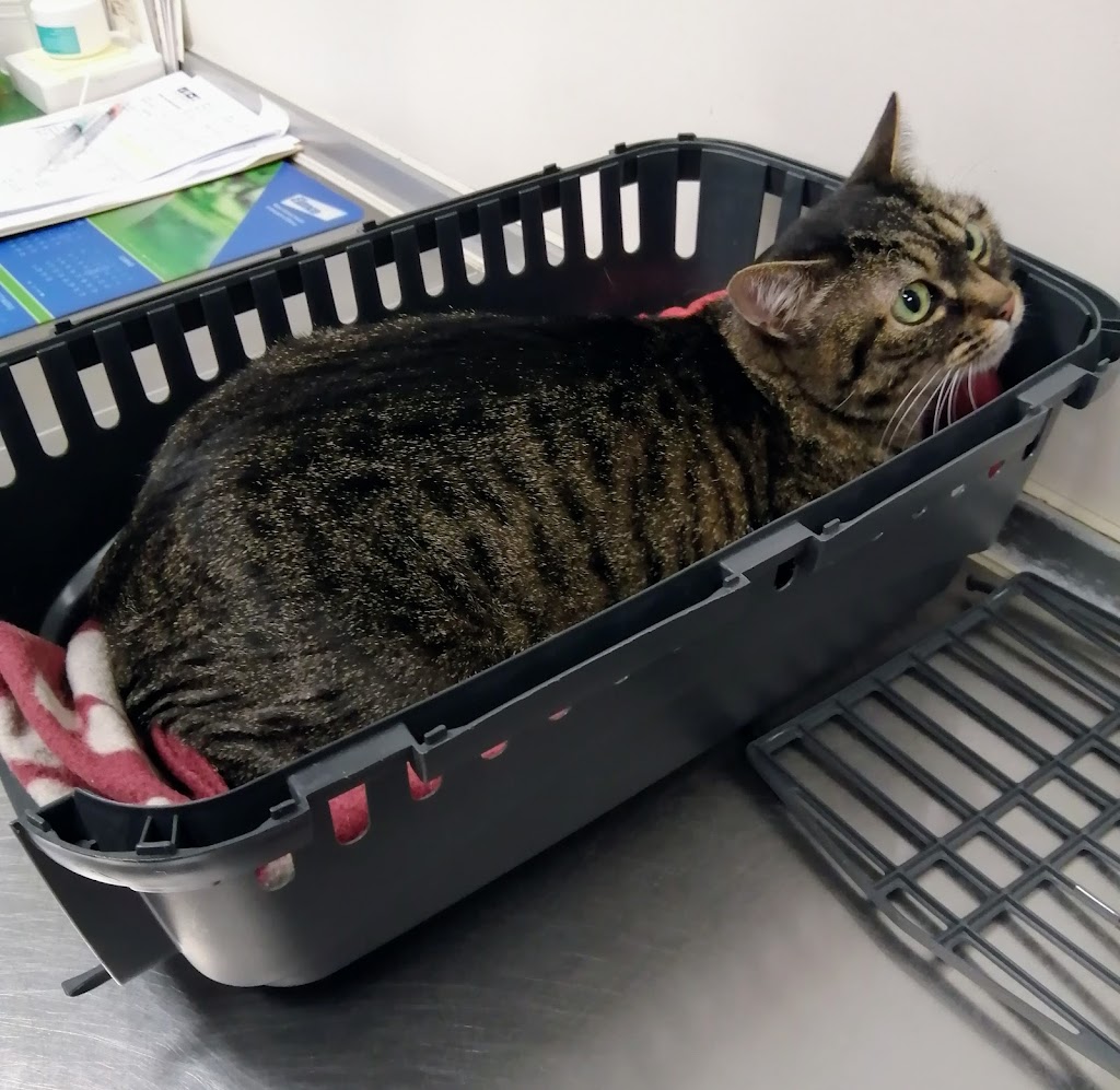 Gato