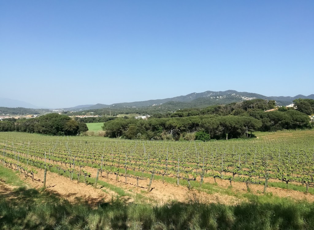 Pij Vallmitjana S.L.