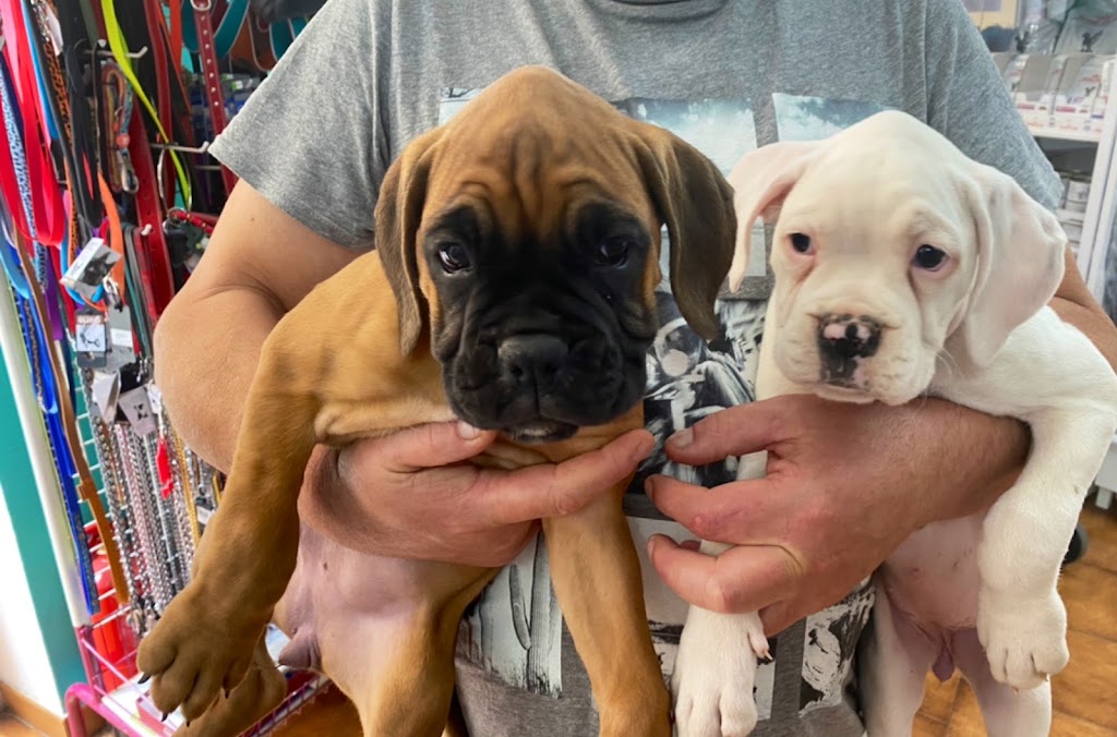 Consulta Veterinaria PetConsult - Pajareria Nieves — Perro