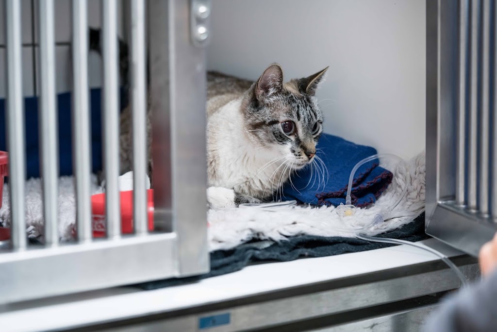 Centro Veterinario Torrelodones — Gato