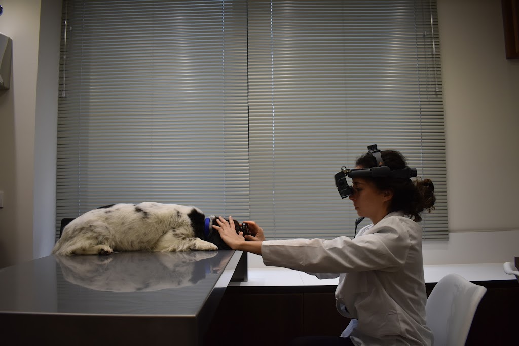 VUO oftalmologia veterinaria