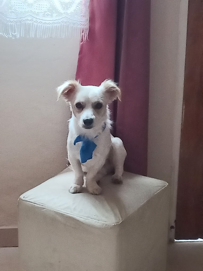 Perro