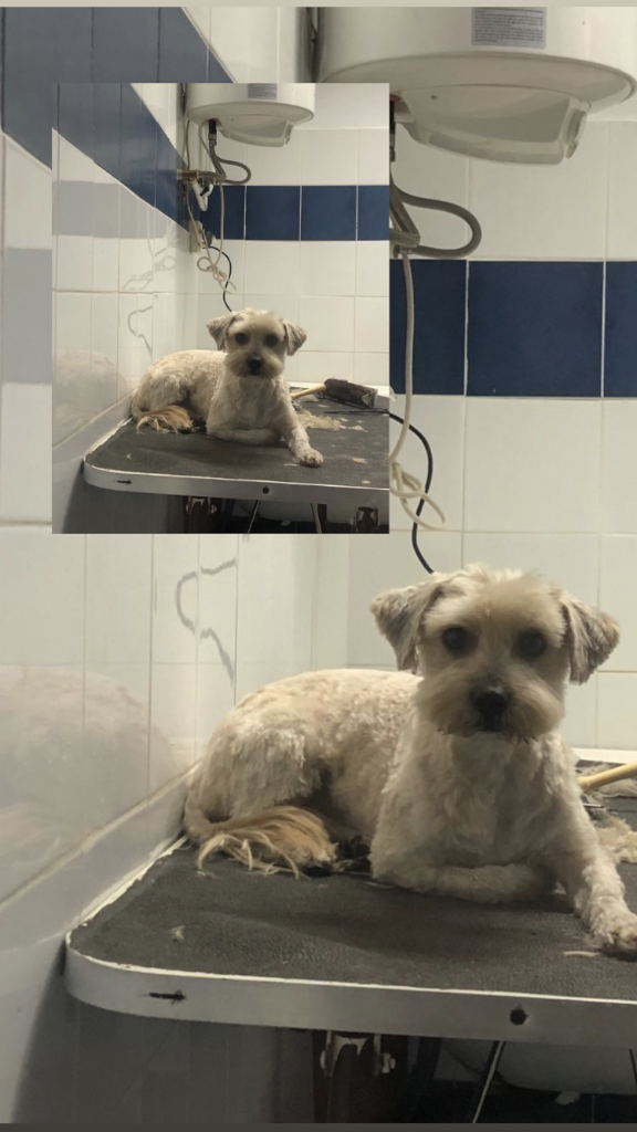 Veterinaria D. Moreno